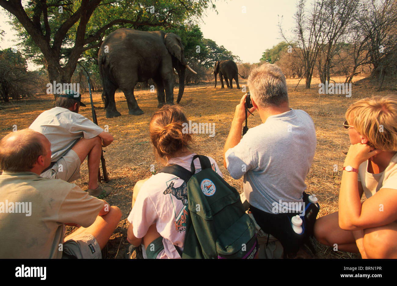 Elephant park guard hi-res stock photography and images - Alamy