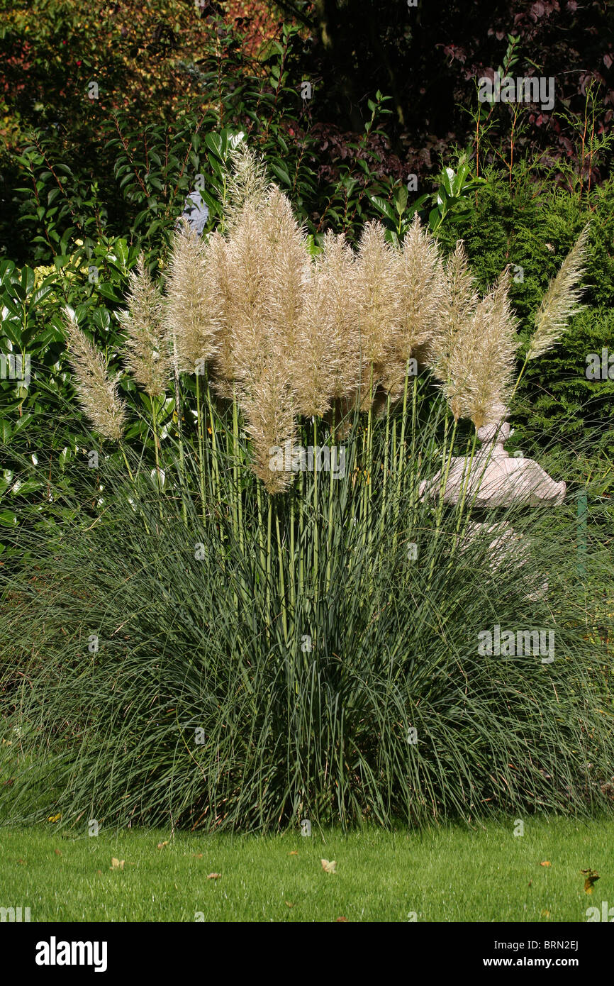 Pampas Grass (Cortaderia selloana) flowering in a garden. Stock Photo