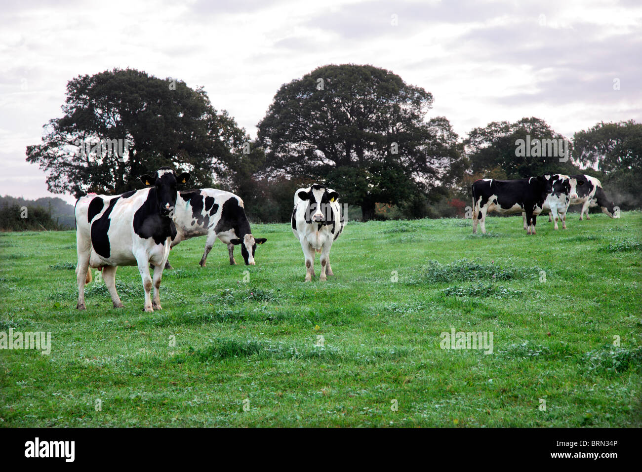Friesian cows black and white hi-res stock photography and images - Alamy