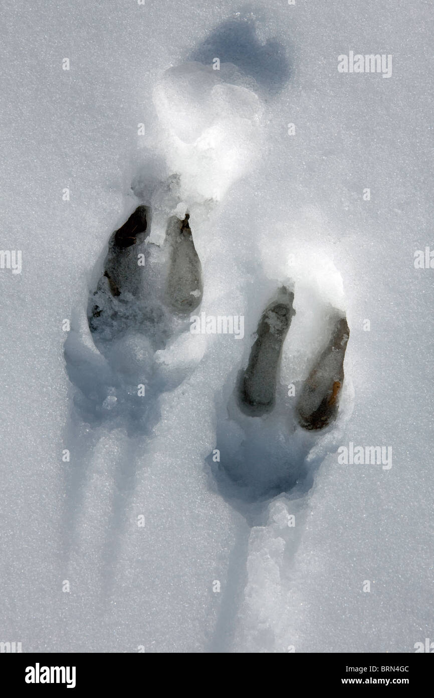 Alpine Chamois (Rupicapra rupicapra), footprint in snow. Stock Photo