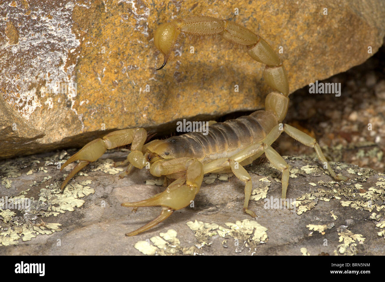 Giant Hairy Scorpion Stock Photo