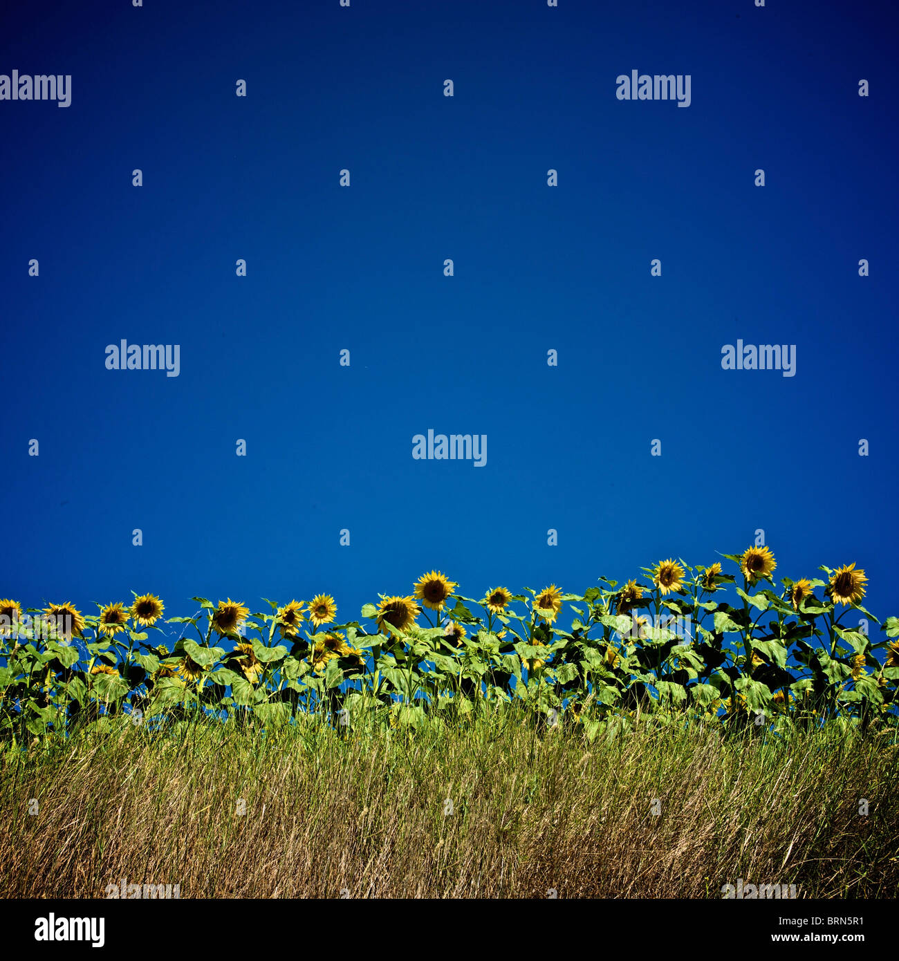 Sunflowers blooming against a clear blue sky on a sunny day in a rural ...