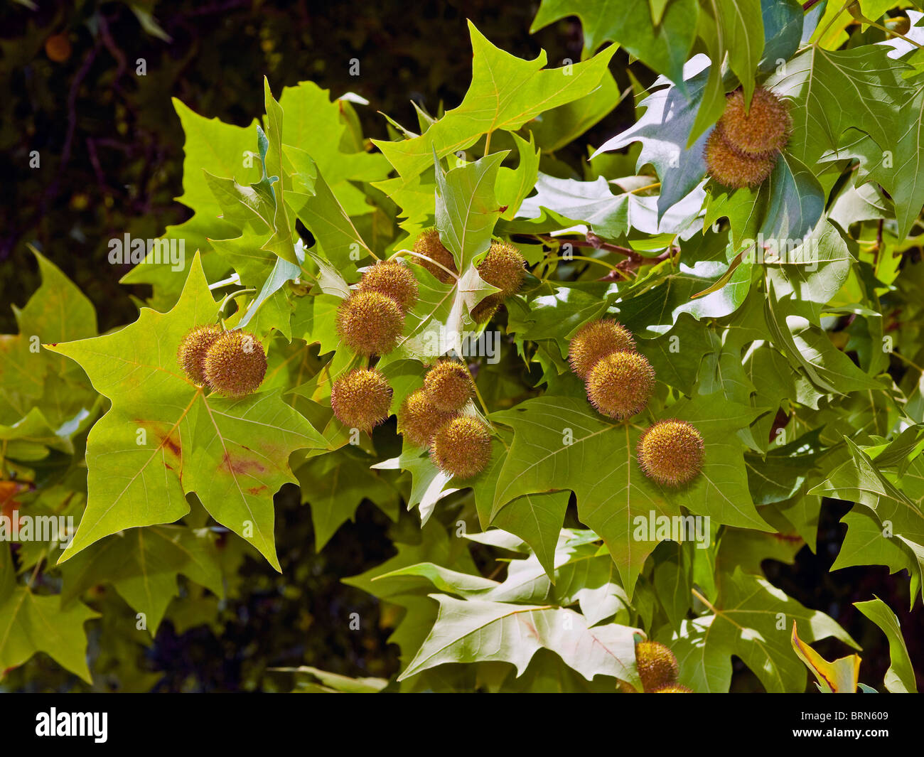 Leaves and fruits of London Plane / Platanus tree - France. Stock Photo