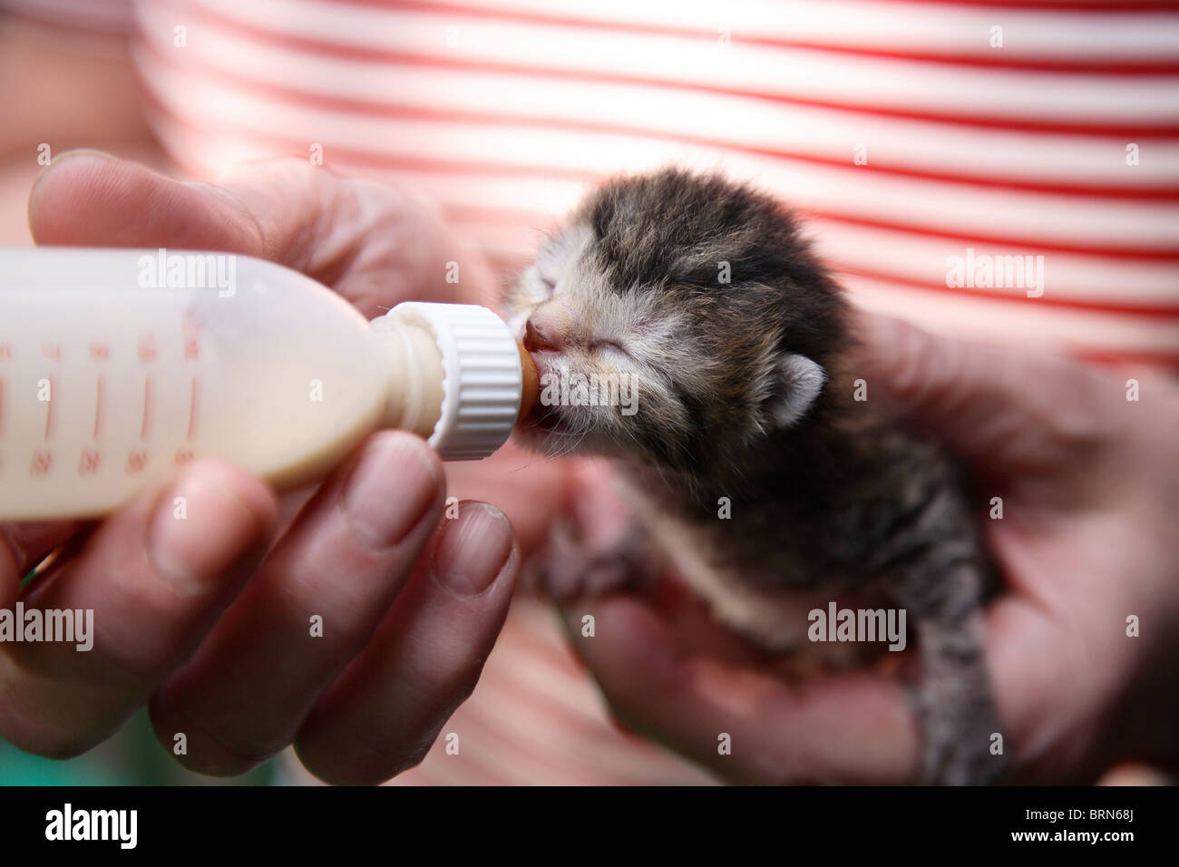 Feeding a newborn cat with a bottle Stock Photo