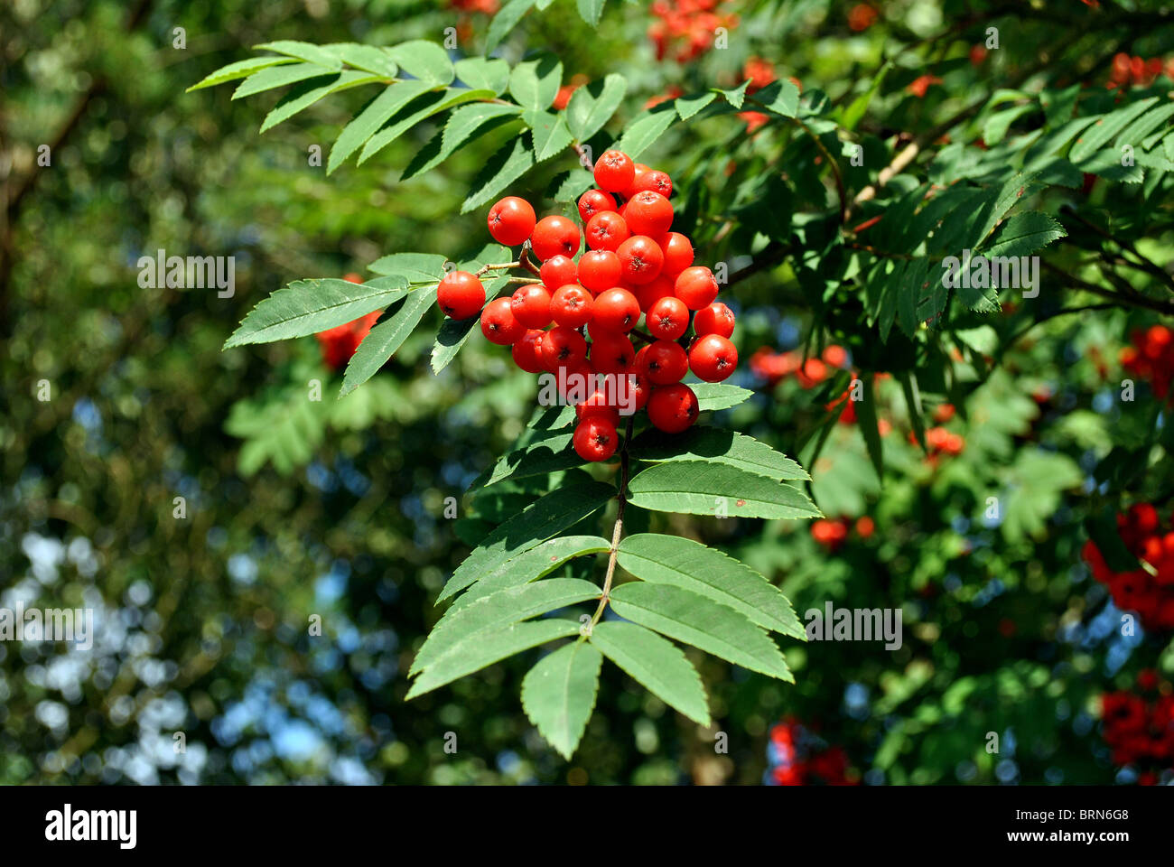 Mountain ash trees with red berries hires stock photography and images