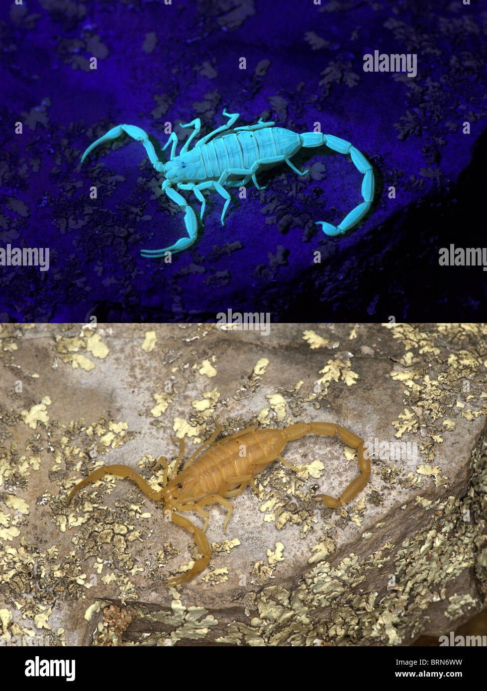 Bark Scorpion, comparison of black light and natural light. Stock Photo
