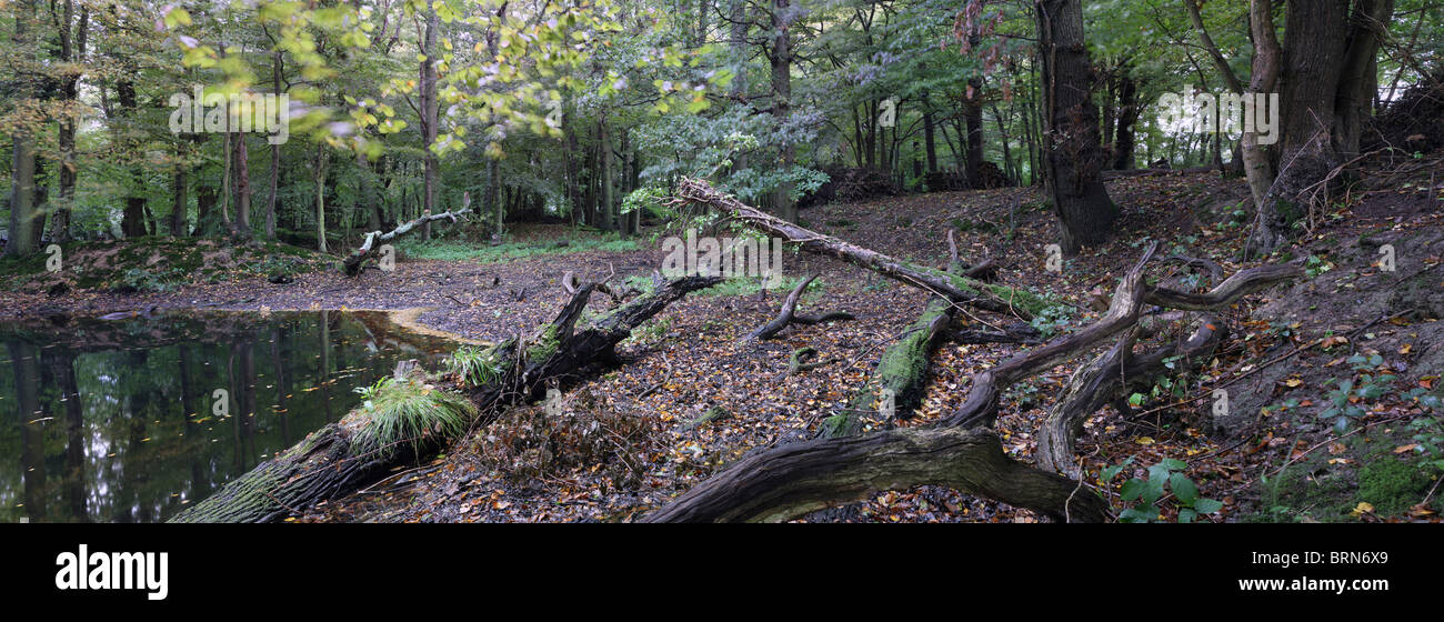 A panoramic view inside ancient woods in Wittersham, Kent, England, one