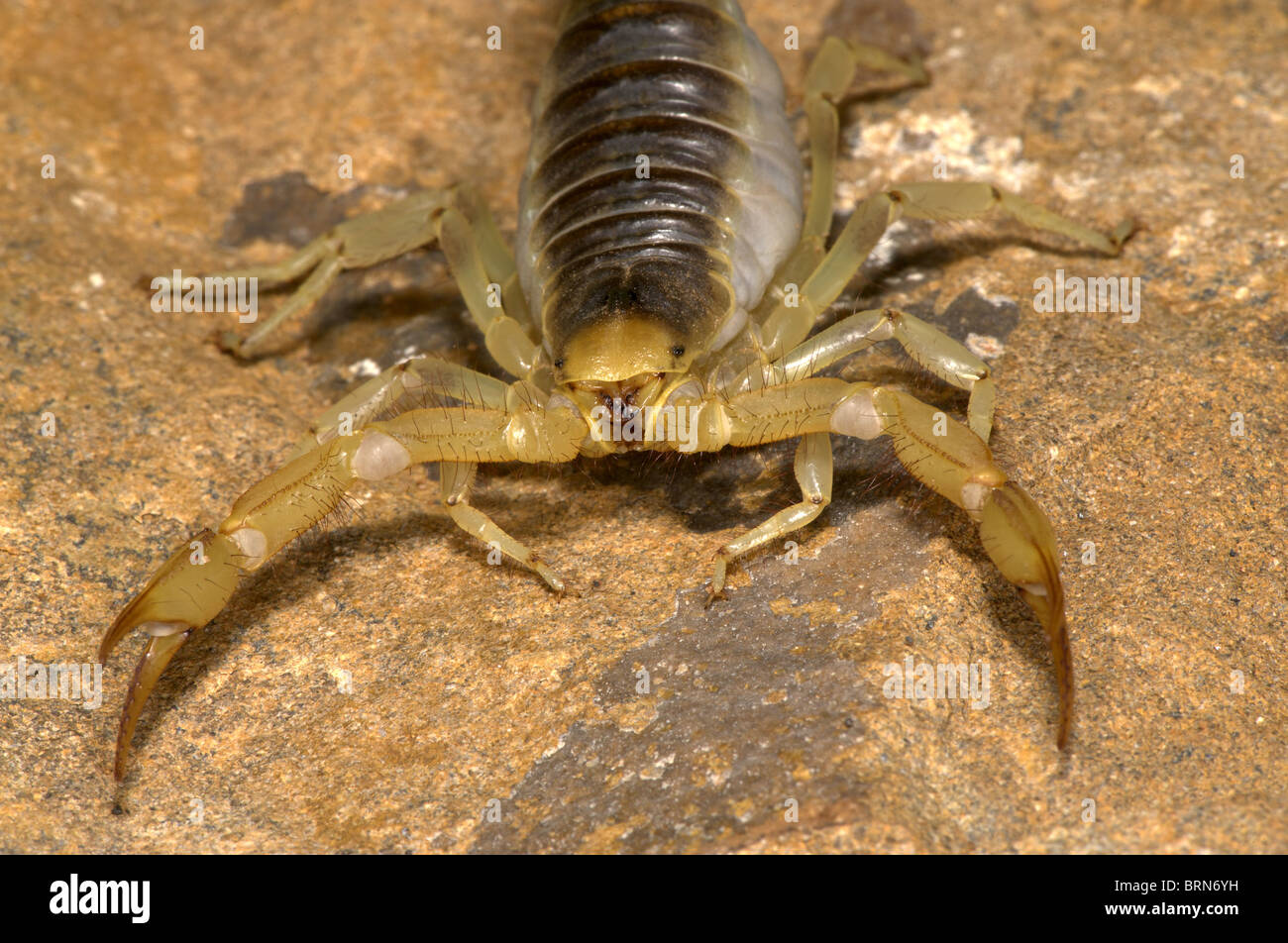 Giant Hairy Scorpion Stock Photo