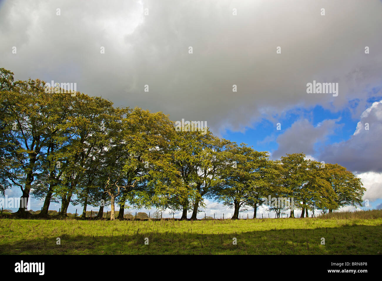 Autumn trees against blue sky Stock Photo - Alamy