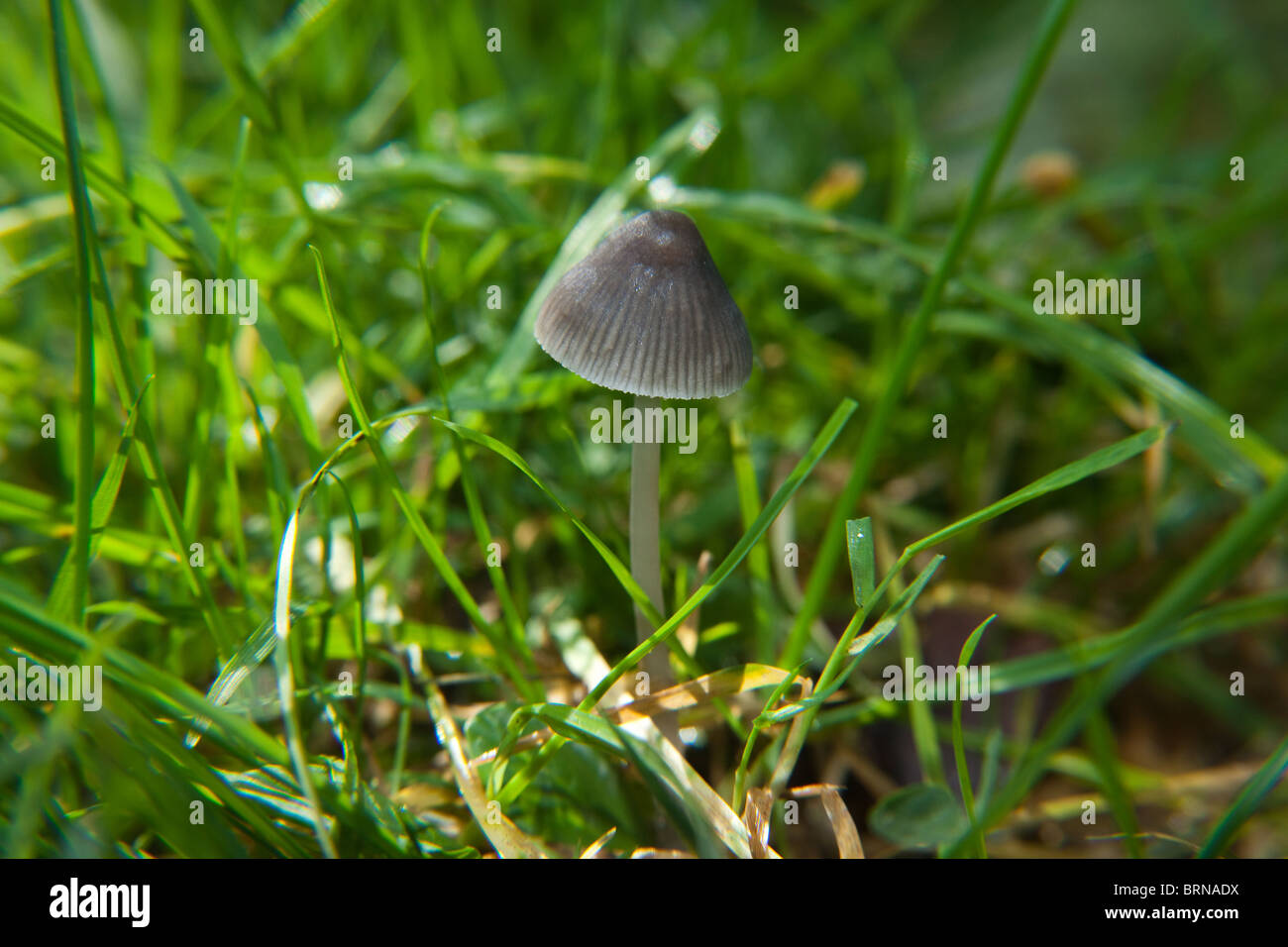 Magic Mushroom (Psilocybe semilanceata) also known as 'Liberty Cap' mushrooms, Hampshire, England. Stock Photo