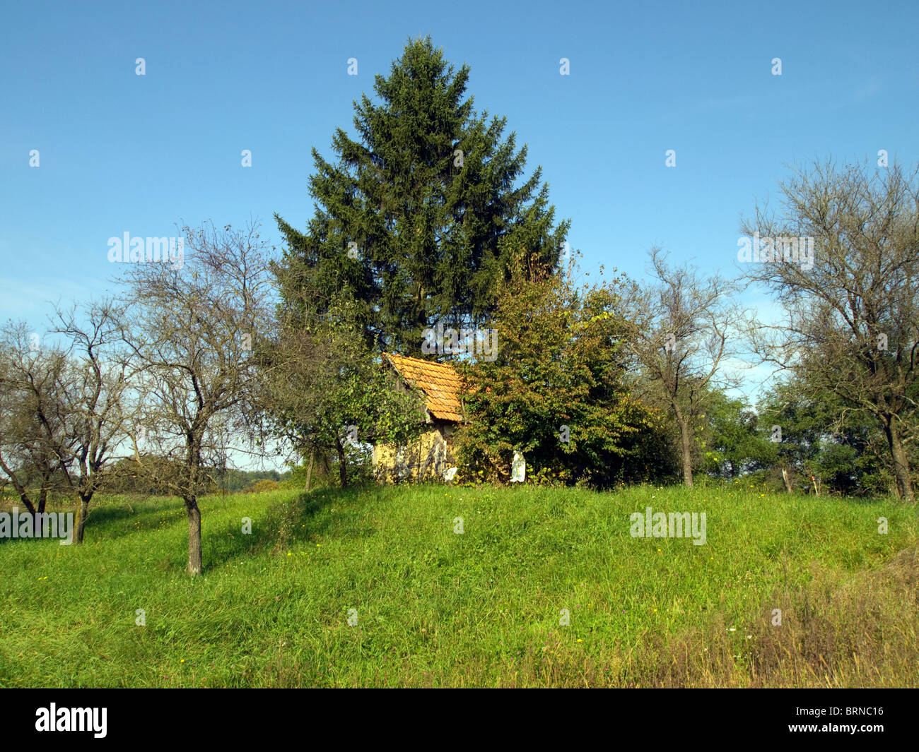 Fall in old orchard, Babotok village, Bjelovar region, central Croatia Stock Photo