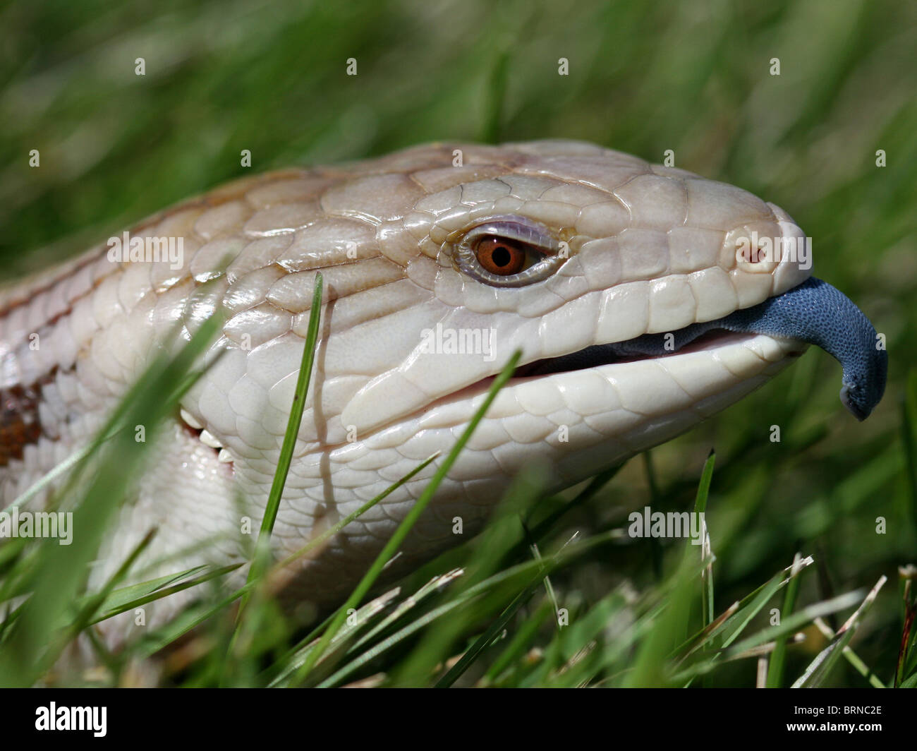 Blue-tongued Skink crawling on grass (aka Blue-tongued Lizard) in Australia Stock Photo