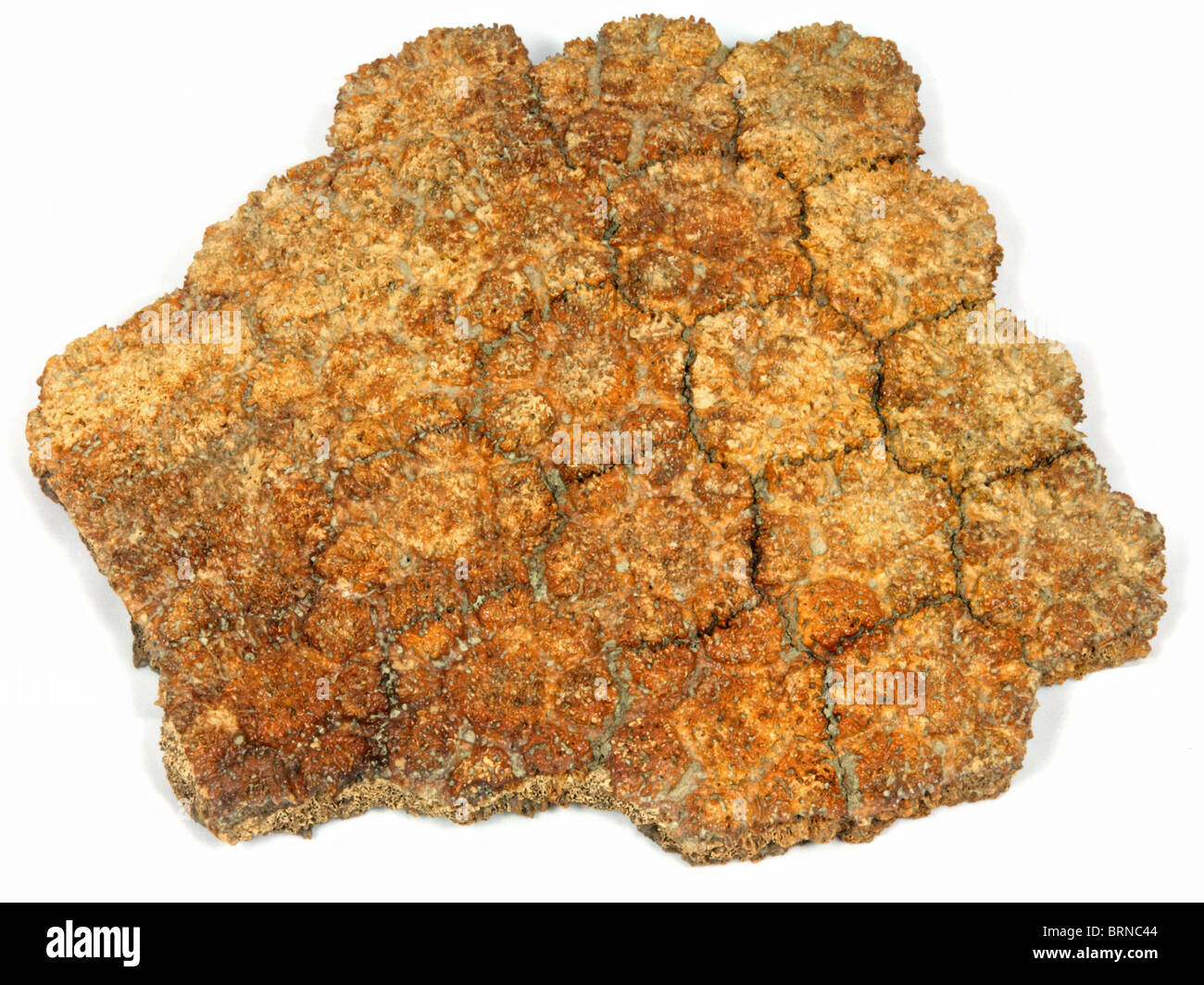 Glyptodon sp. (dermal armour from an extinct car-sized, armadillo-like mammal) 40,000 years old Collected from Patagonia Stock Photo