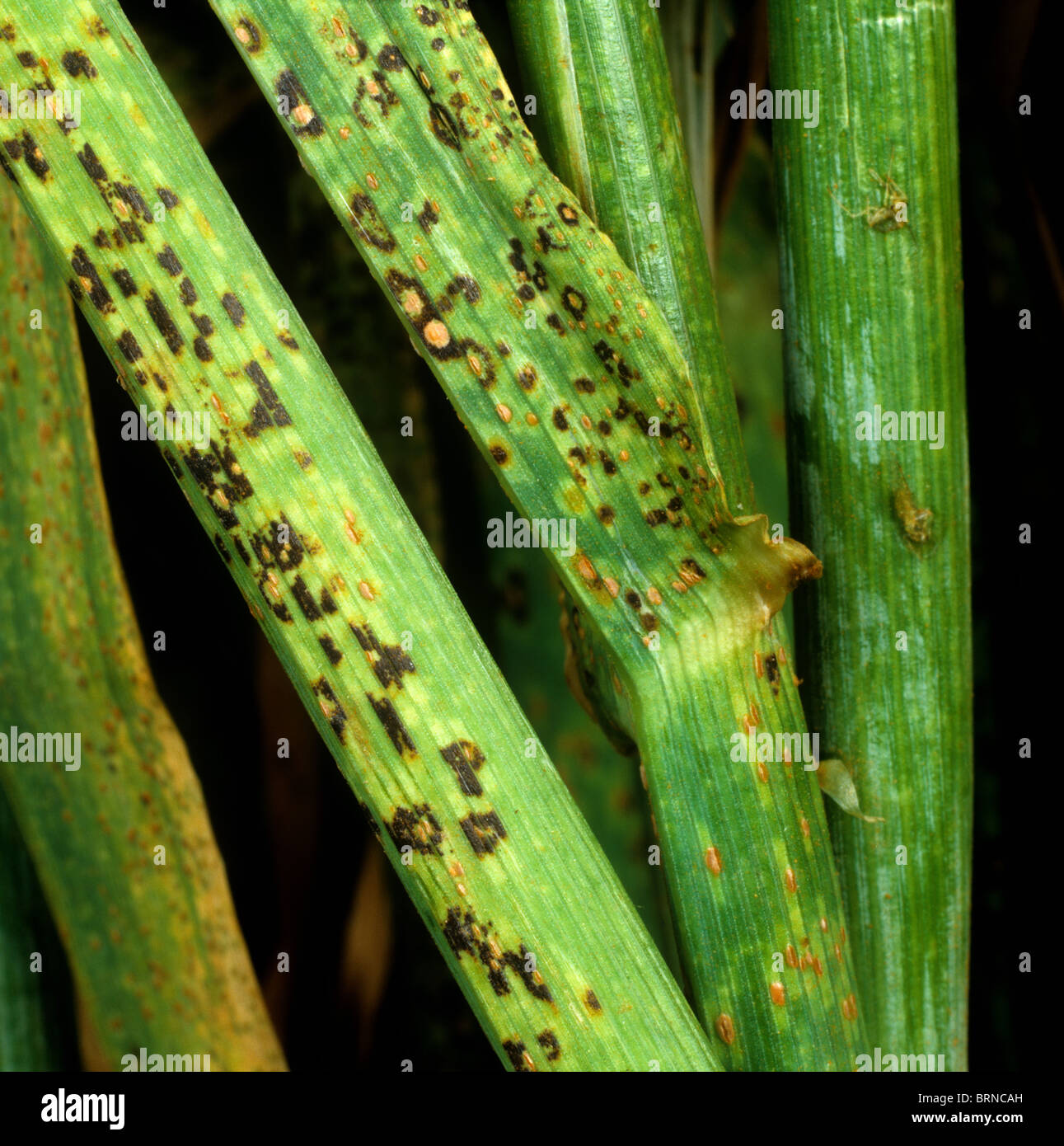 Brown rust (Puccinia hordei) teliospore (black) and uredospore pustules on barley stem Stock Photo