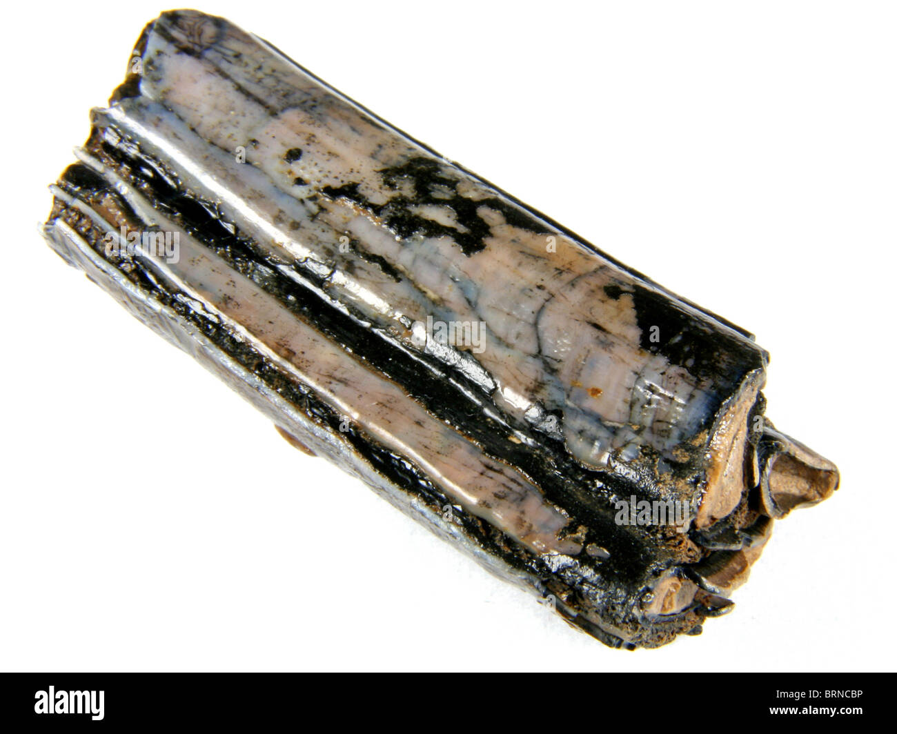 Castoroides ohioensis (molar from the extinct Giant Beaver)  20,000 years old Collected from Marion County, Florida Stock Photo