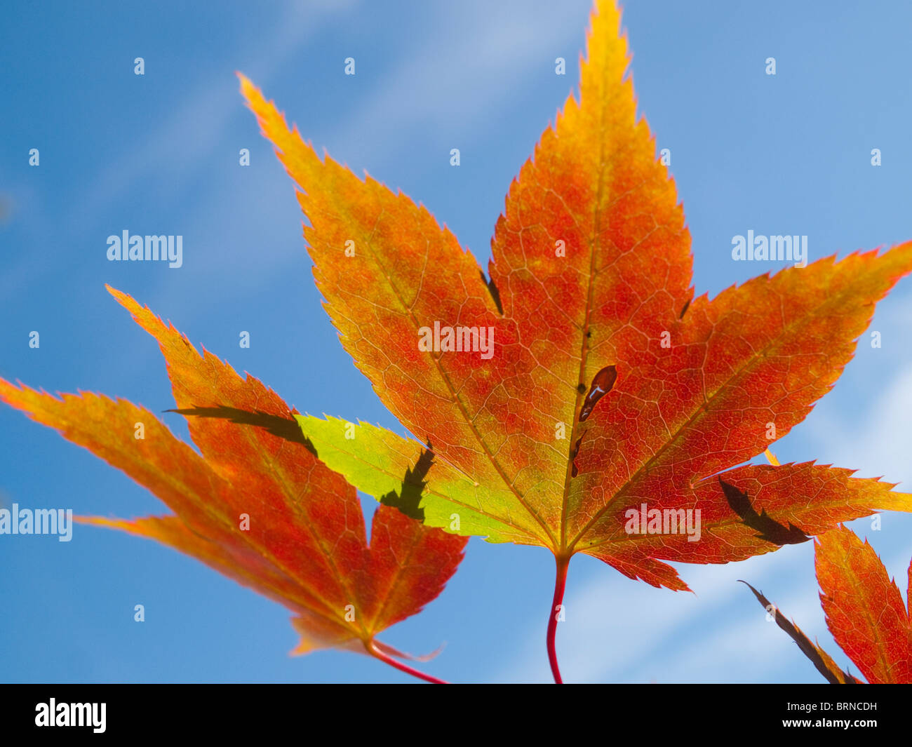 Close up of Autumn Leaves Stock Photo - Alamy