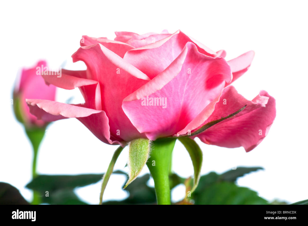 Beautiful rose flowers isolated on white background Stock Photo - Alamy
