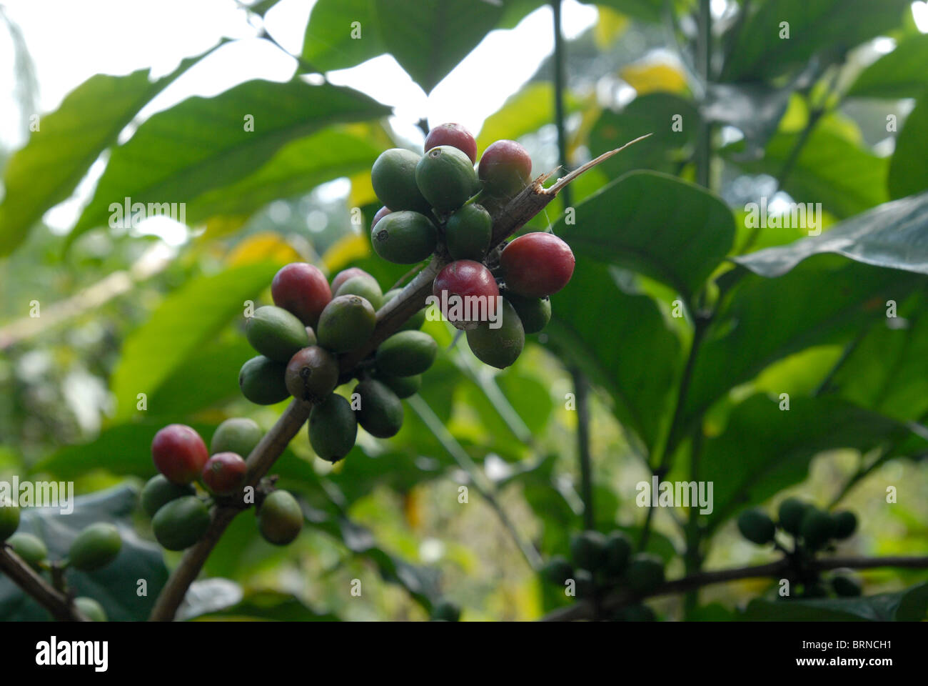 Africa East africa Tanzania , coffee beans at plantation near Kilimanjaro Stock Photo