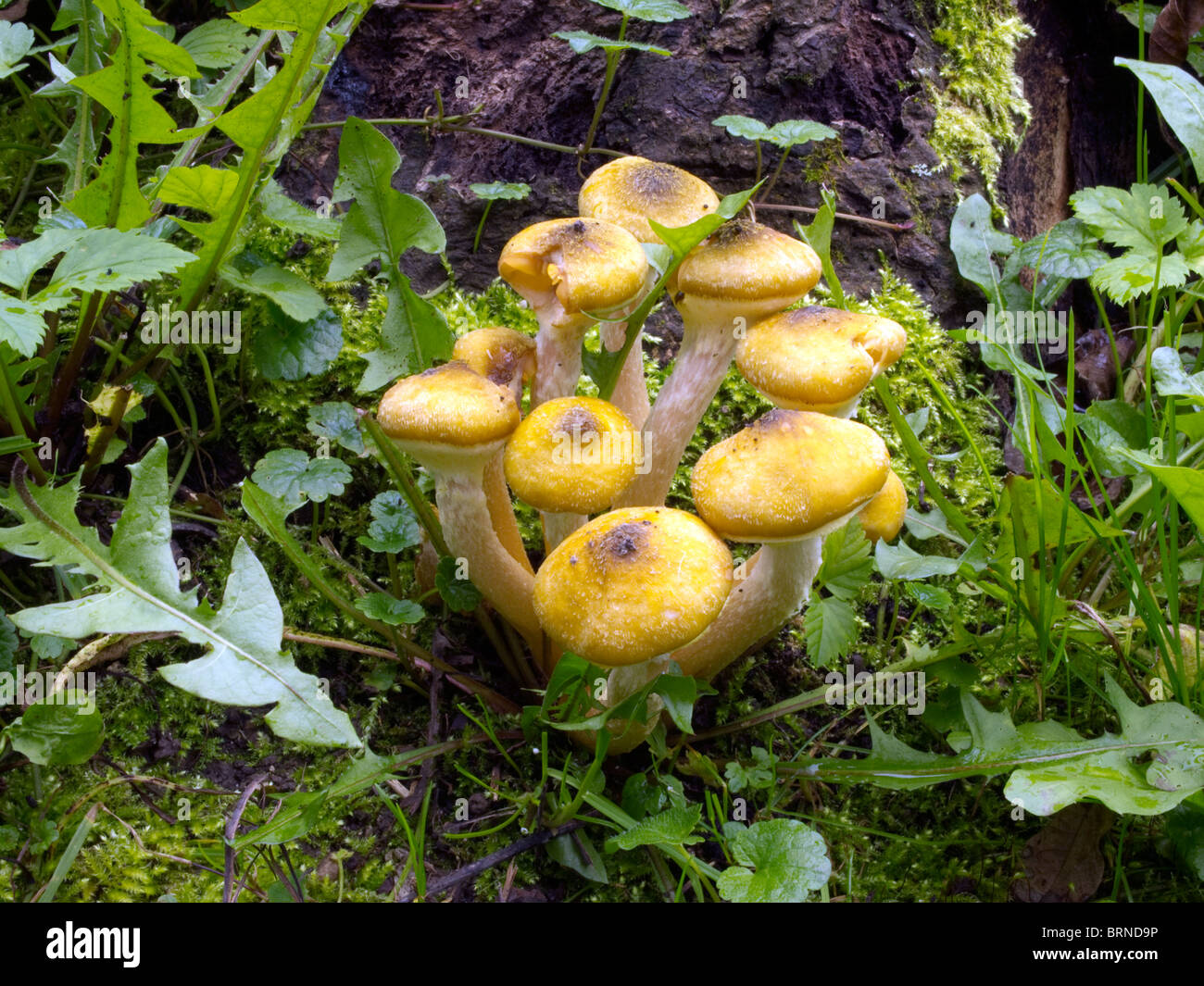 Armillária méllea mushrooms Stock Photo