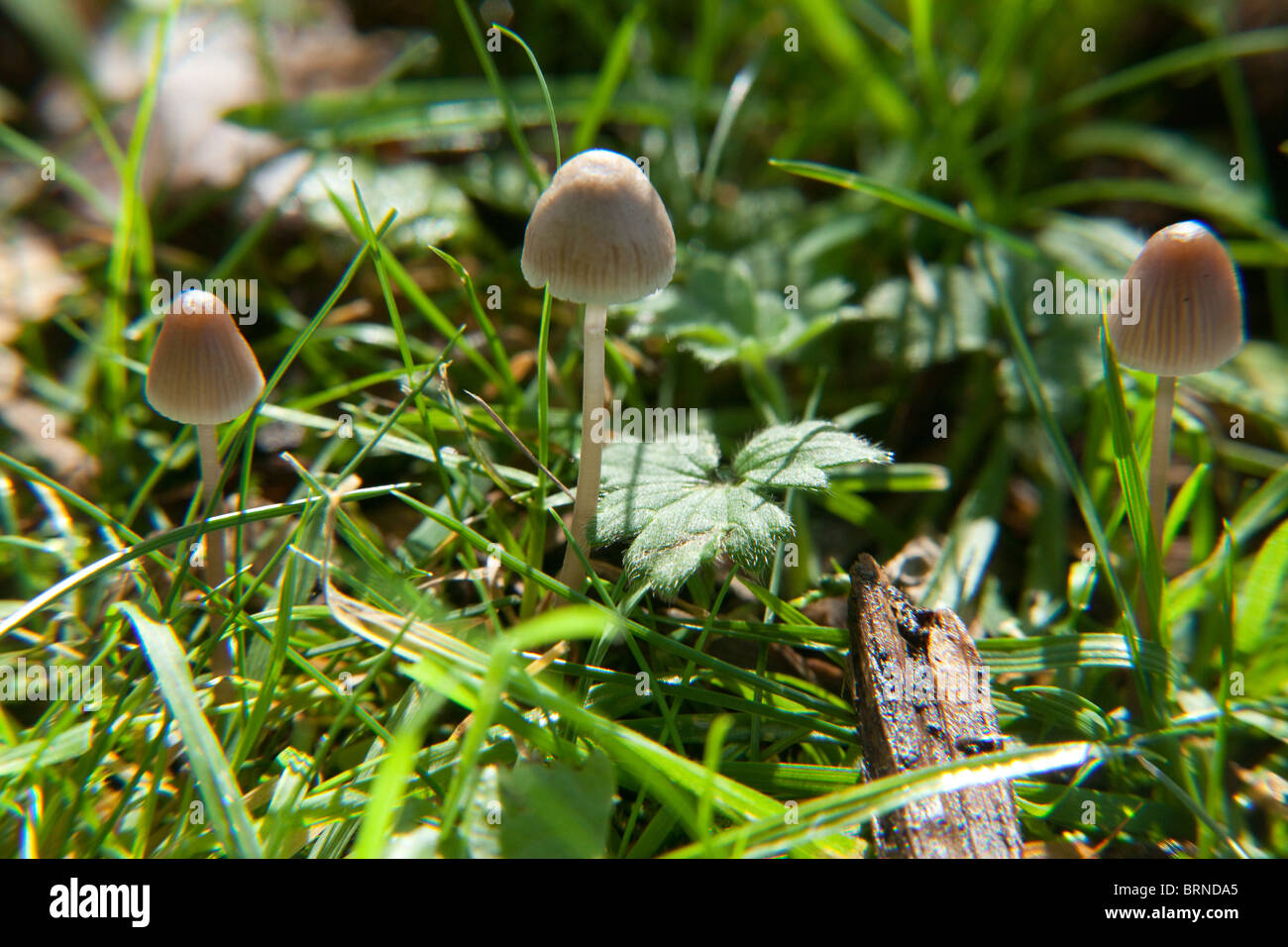 Magic Mushroom (Psilocybe semilanceata) also known as 'Liberty Cap' mushrooms, Hampshire, England. Stock Photo