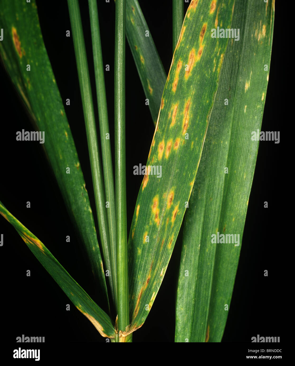 Tan spot (Pyrenophora tritici-repentis) lesion on wheat leaves, Kansas, USA Stock Photo