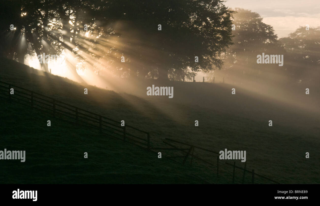 Sun rays through the trees on a misty autumn morning at Easby, near Richmond, North Yorkshire. Stock Photo