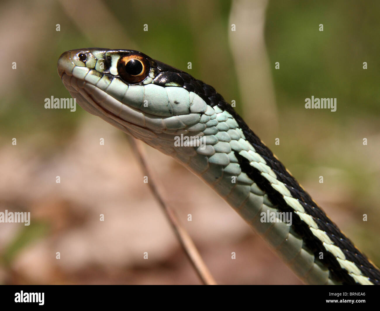 Western Ribbon Snake (Thamnophis proximus) Stock Photo