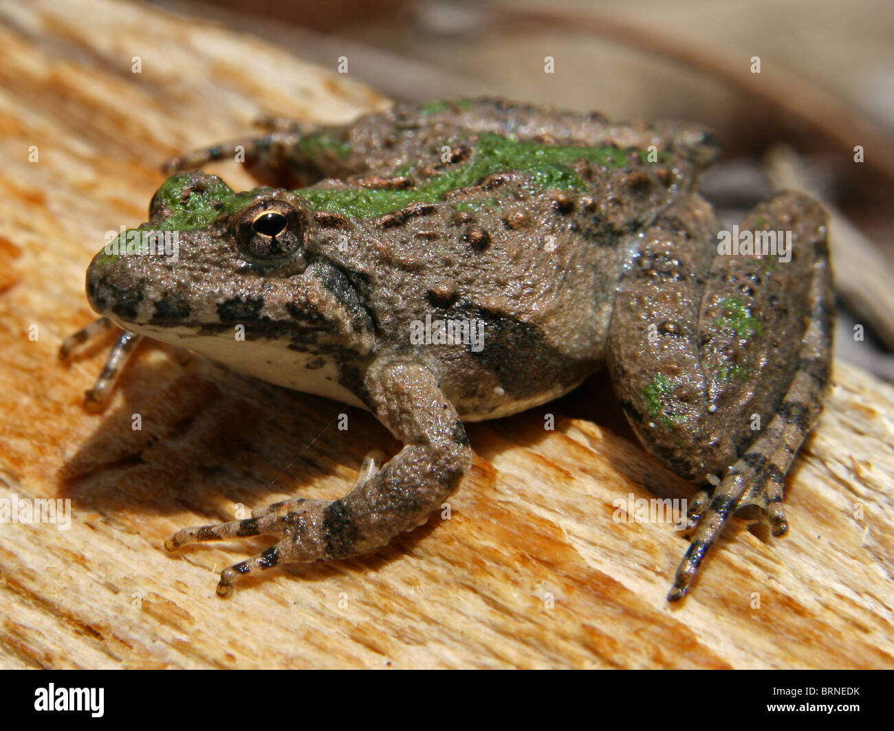 Blanchard's Cricket Frog (Acris crepitans blanchardi) Stock Photo