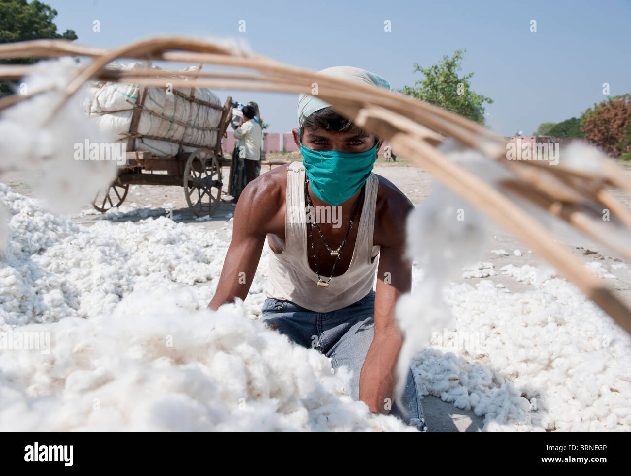 India Madhya Pradesh Indore, farmer supply fair trade and organic cotton to Mahima ginning factory by bullock cart Stock Photo