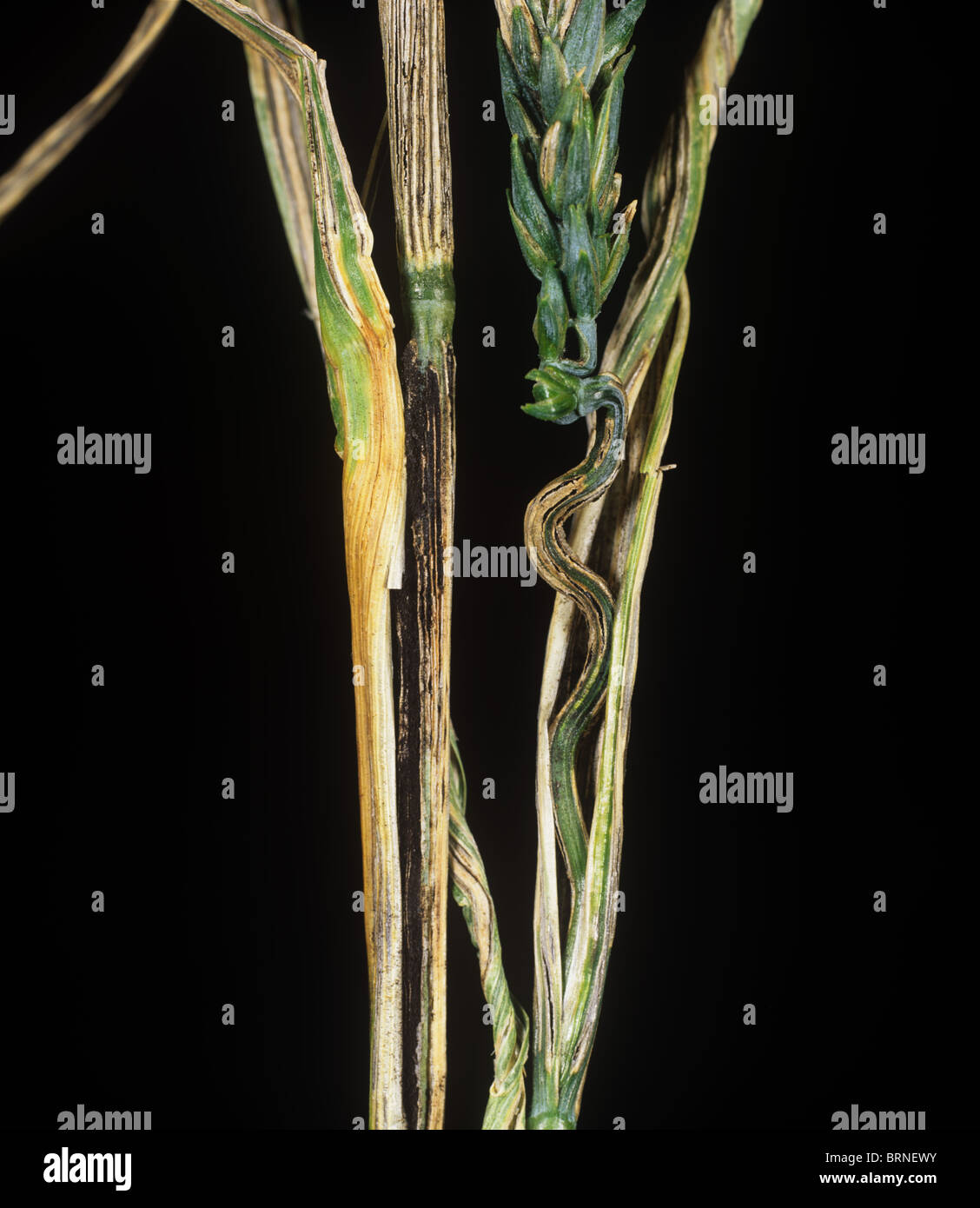 Flag smut (Urocystis agropyri) on wheat crop flag leaf, USA Stock Photo