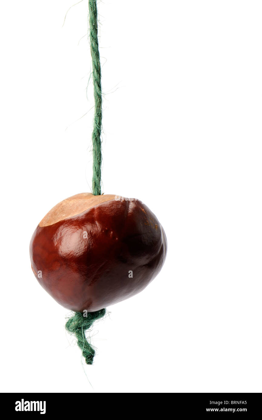 A Conker Stock Photo