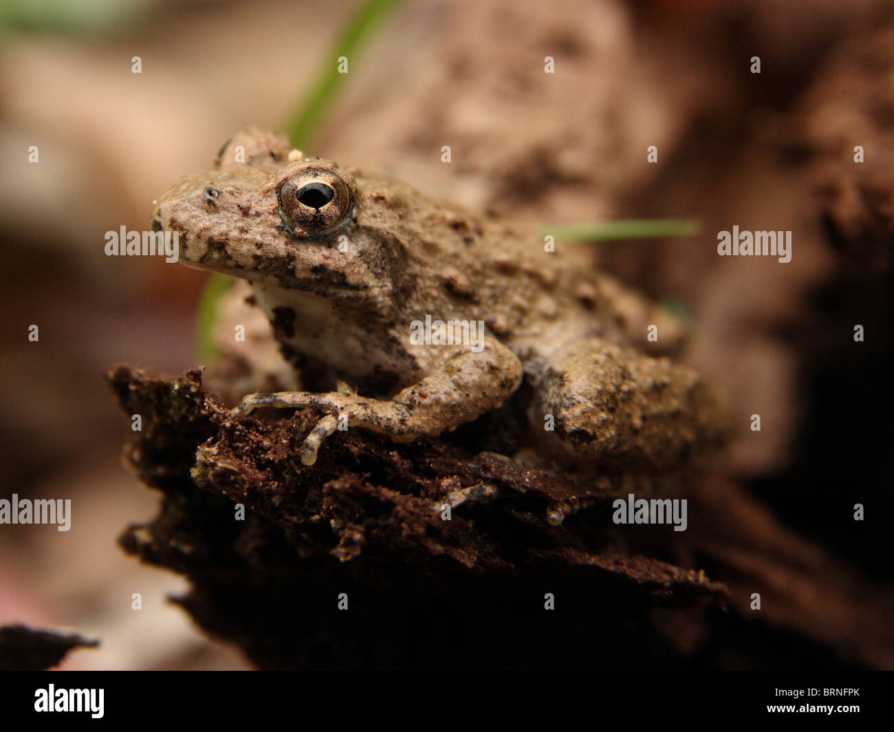 Blanchard's Cricket Frog (Acris crepitans blanchardi) Stock Photo