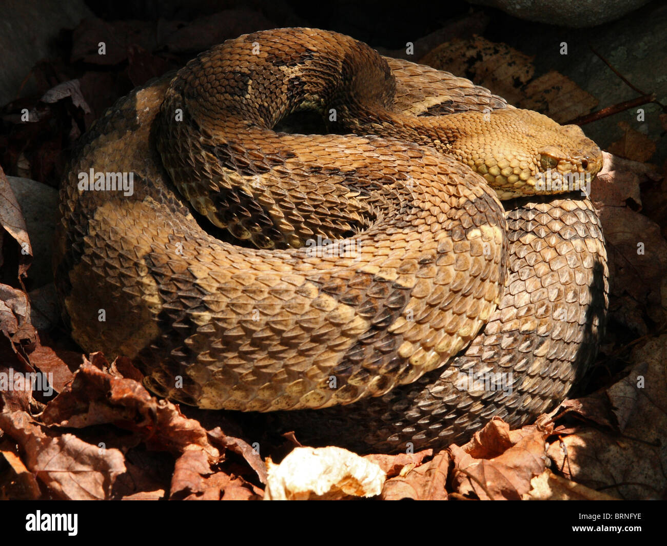 Timber Rattlesnake (Crotalus horridus) Stock Photo