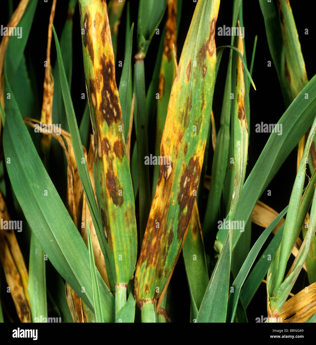 Barley leaf blotch or leaf scald (Rhynchosporium secalis) lesions on barley leaves Stock Photo