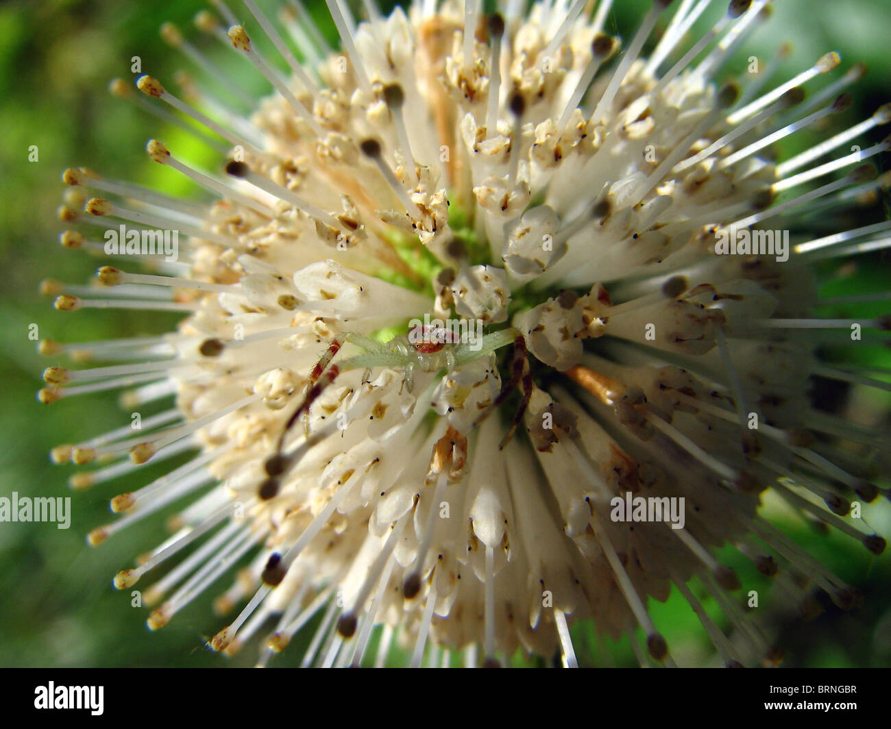 Look closely! A green Crab Spider waits in ambush inside a buttonbush flower in Ontario, Canada Stock Photo