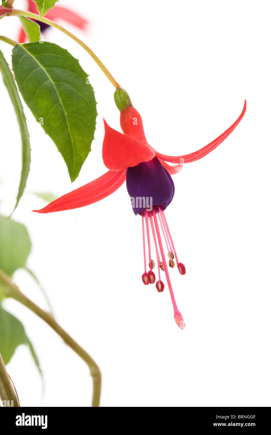 Fuschia flower with white background Stock Photo