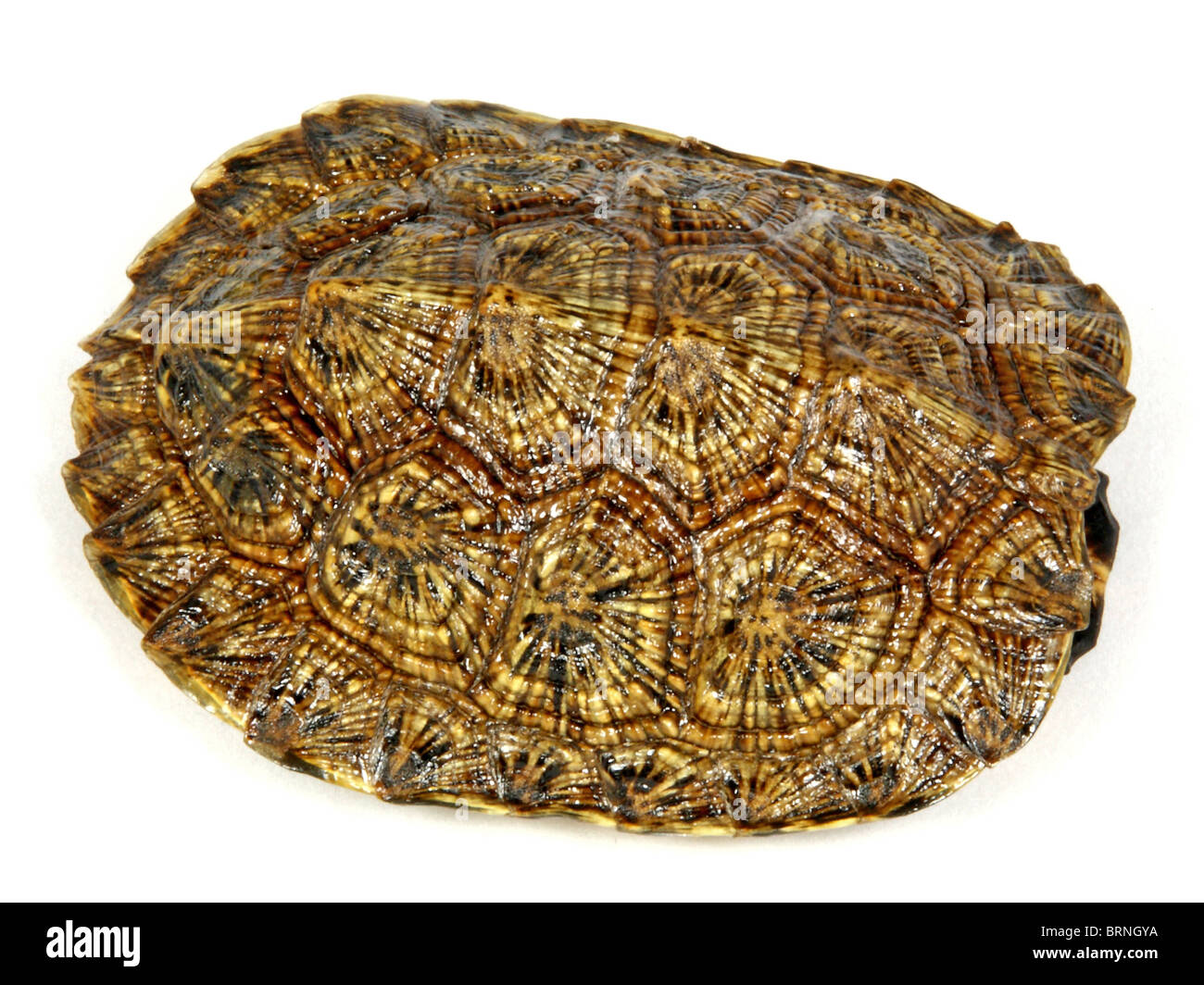 Wood Turtle (Glyptemys insculpta) shell isolated on white Stock Photo