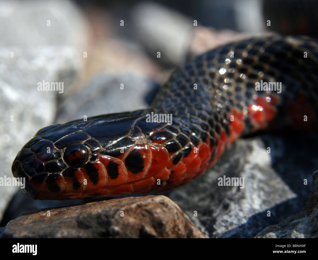 Western Mud Snake (Farancia abacura reinwardtii) Stock Photo