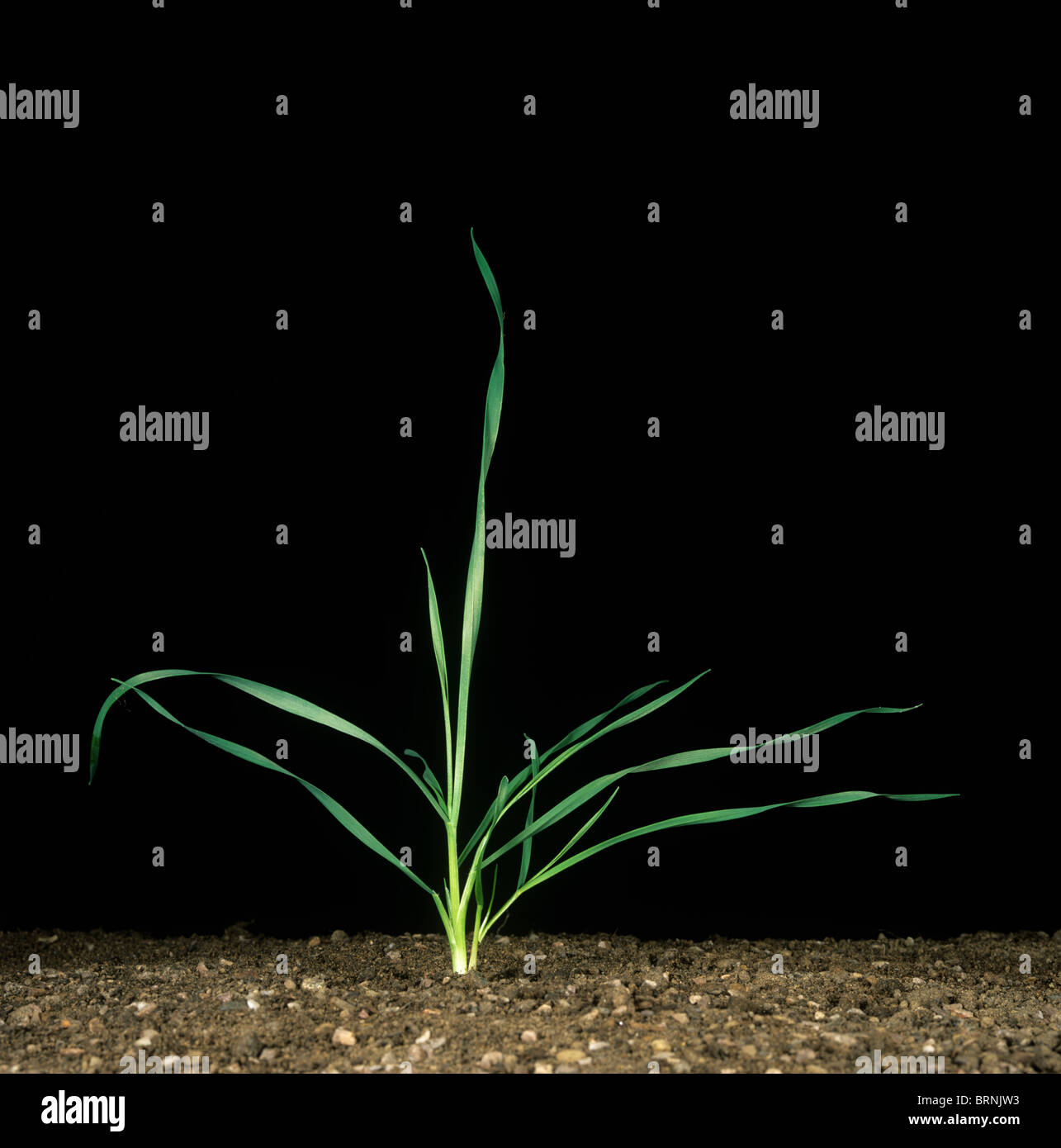 Wheat seedling with two early tillers at stage 22 Stock Photo