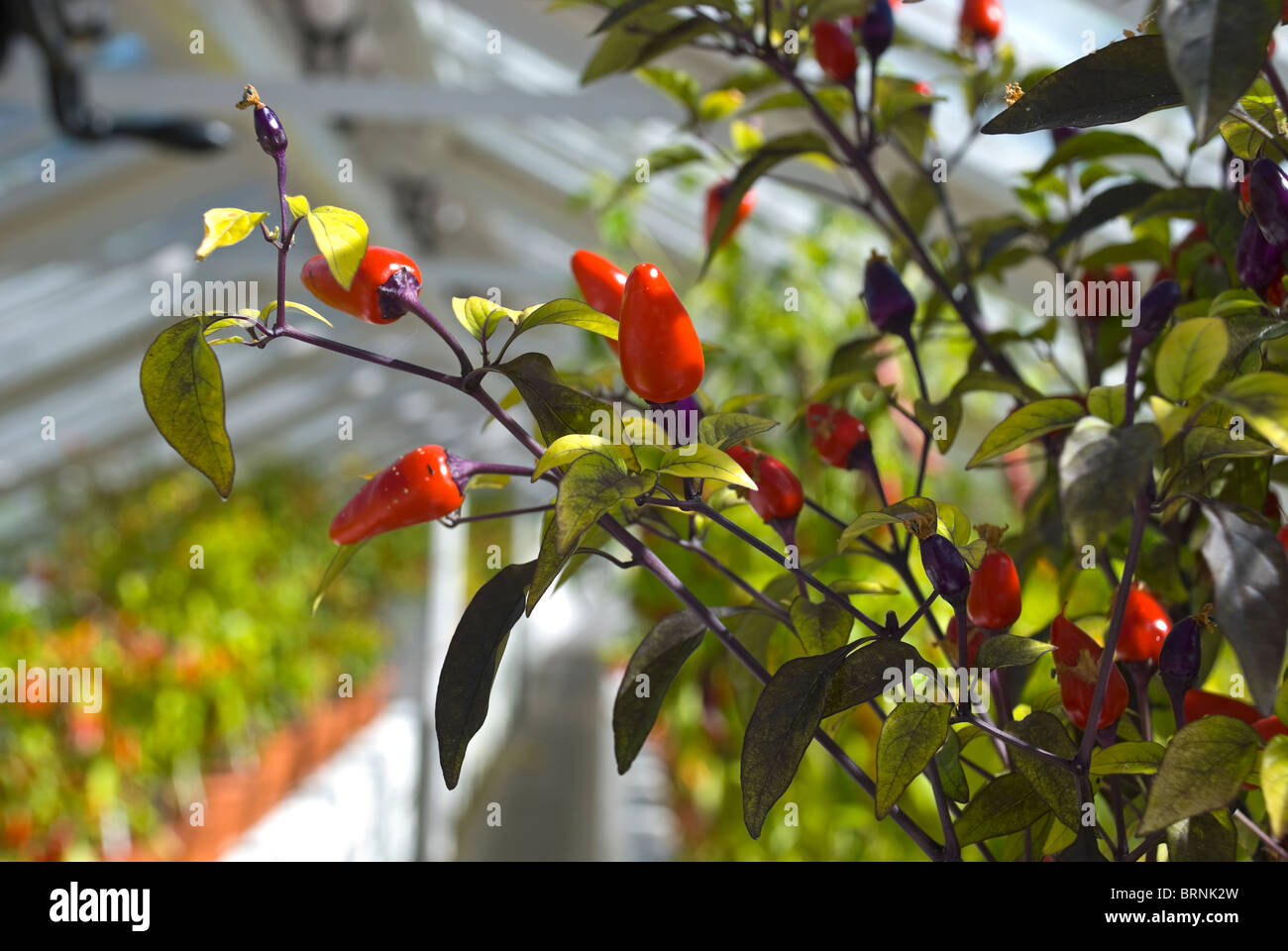 red chilli peppers in greenhouse west dean gardens Stock Photo Alamy