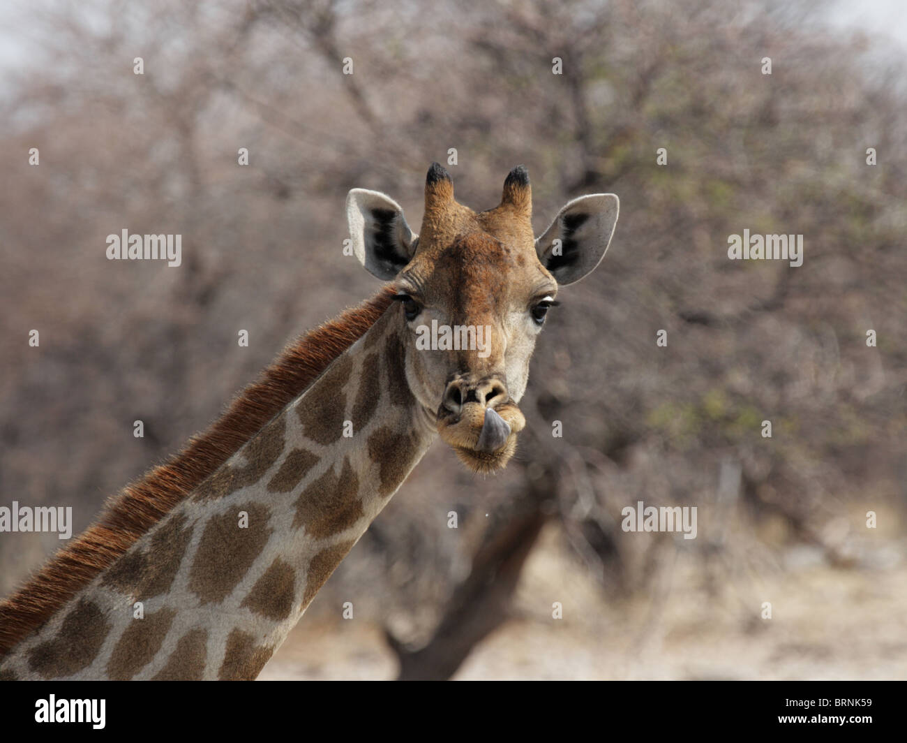 Close up of a Giraffe (Giraffa camelopardalis) in the Etosha National Park, Namibia Stock Photo