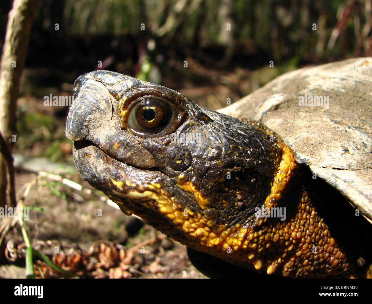 Wood turtle hi-res stock photography and images - Alamy