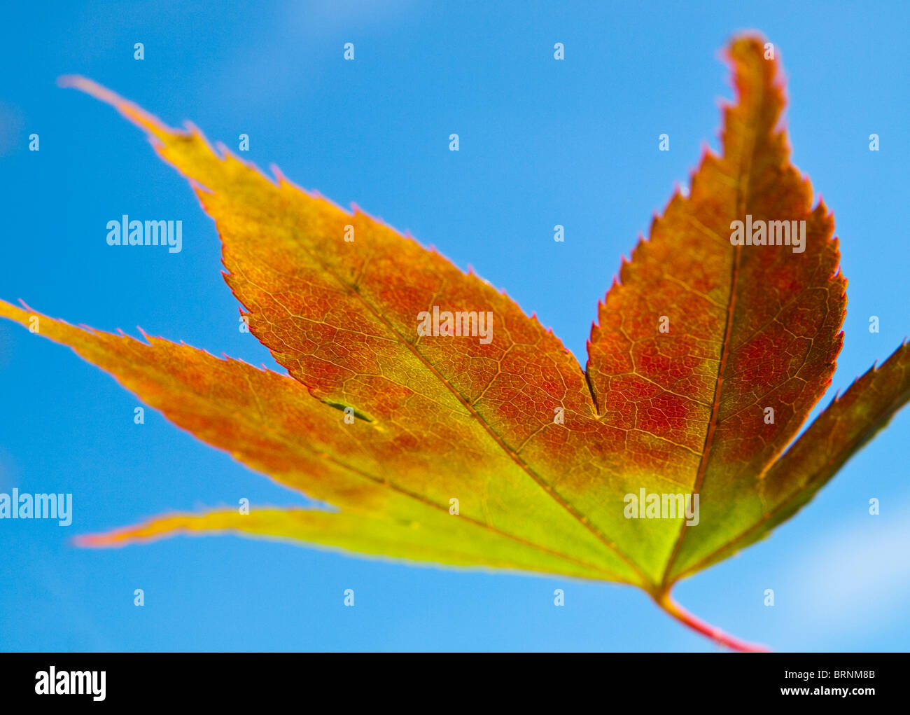2010 autumn hi-res stock photography and images - Alamy