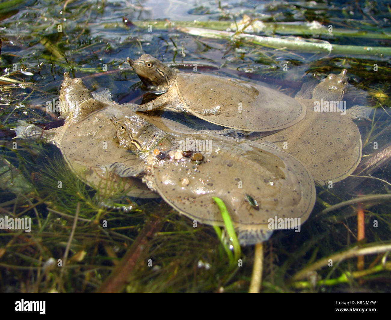 Hatchling Spiny Softshell Turtles (Apalone spinifera) Stock Photo