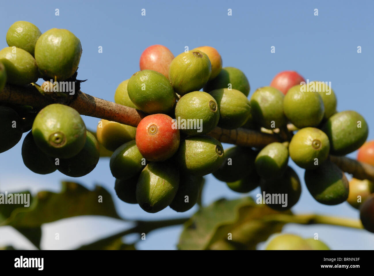 Kenya coffee plantation hires stock photography and images Alamy