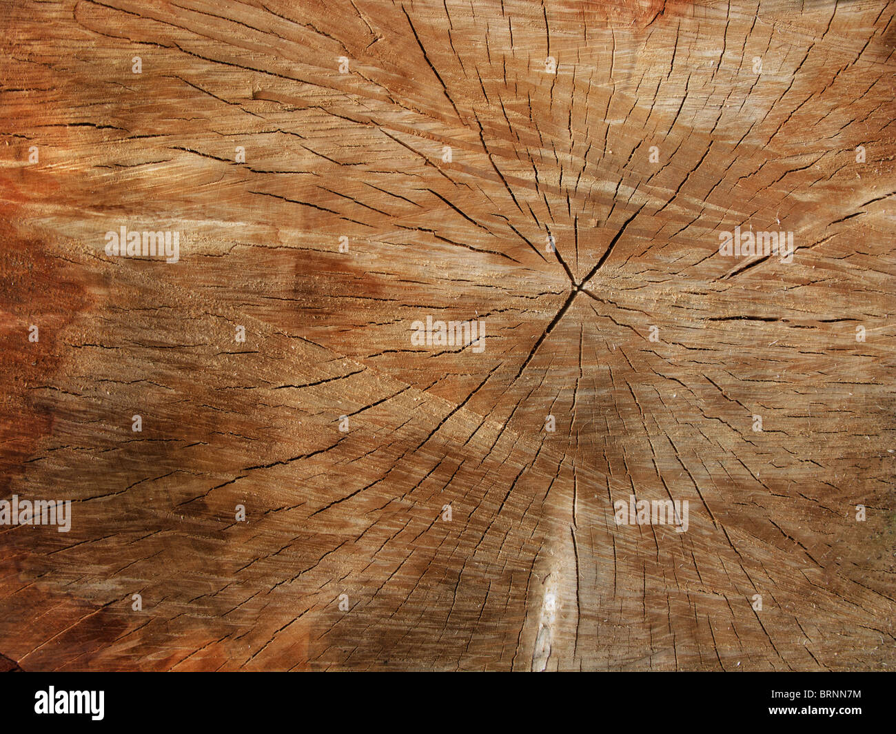 close up detail image of old tree rings showing its age Stock Photo Alamy