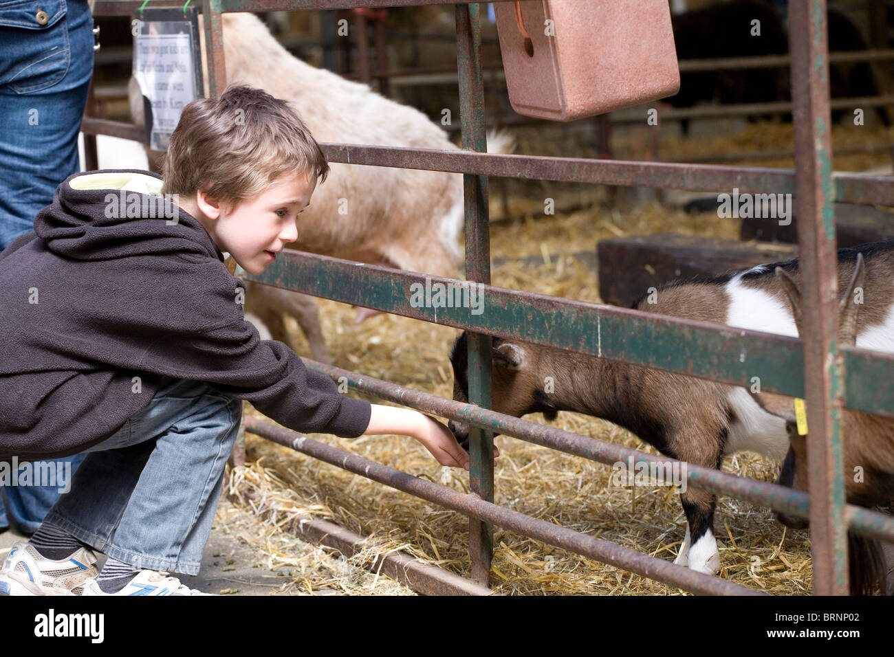 petting farm boy feeding goats goat fence food kid Stock Photo Alamy