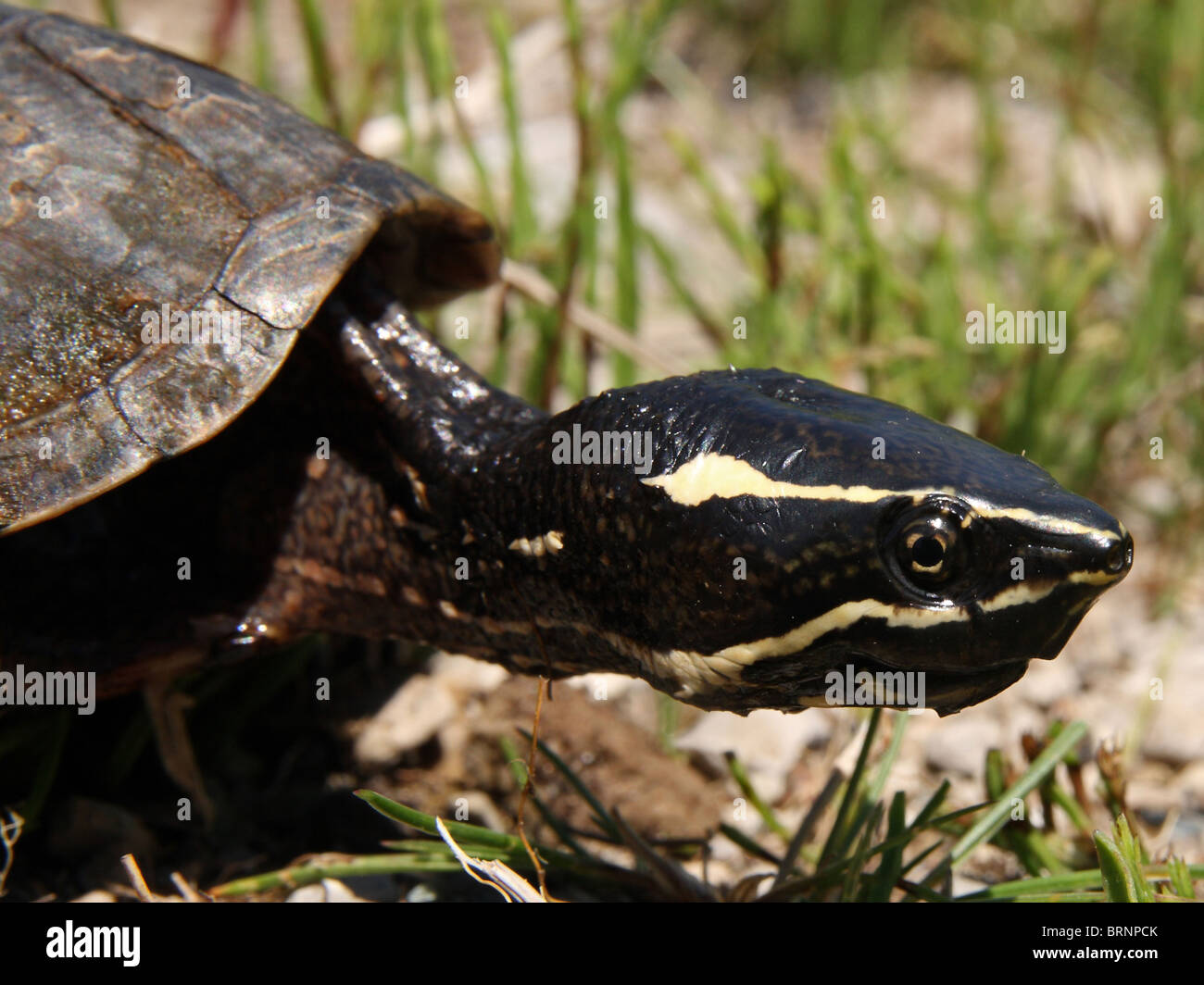 Stinkpot Turtle, AKA Common Musk Turtle (Sternotherus odoratus) Stock Photo