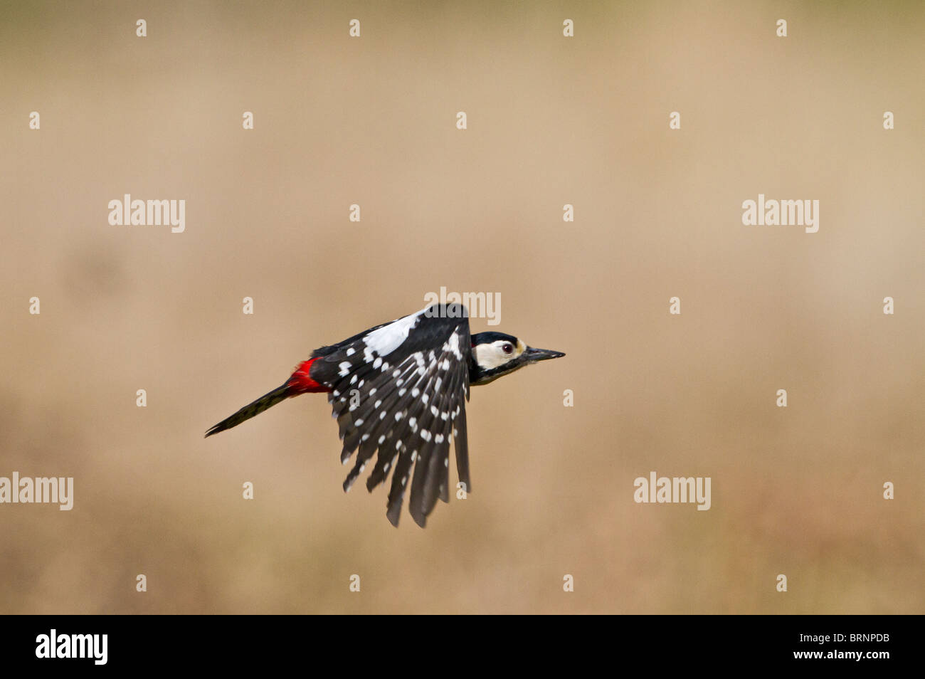 Great spotted woodpecker flight hi-res stock photography and images - Alamy