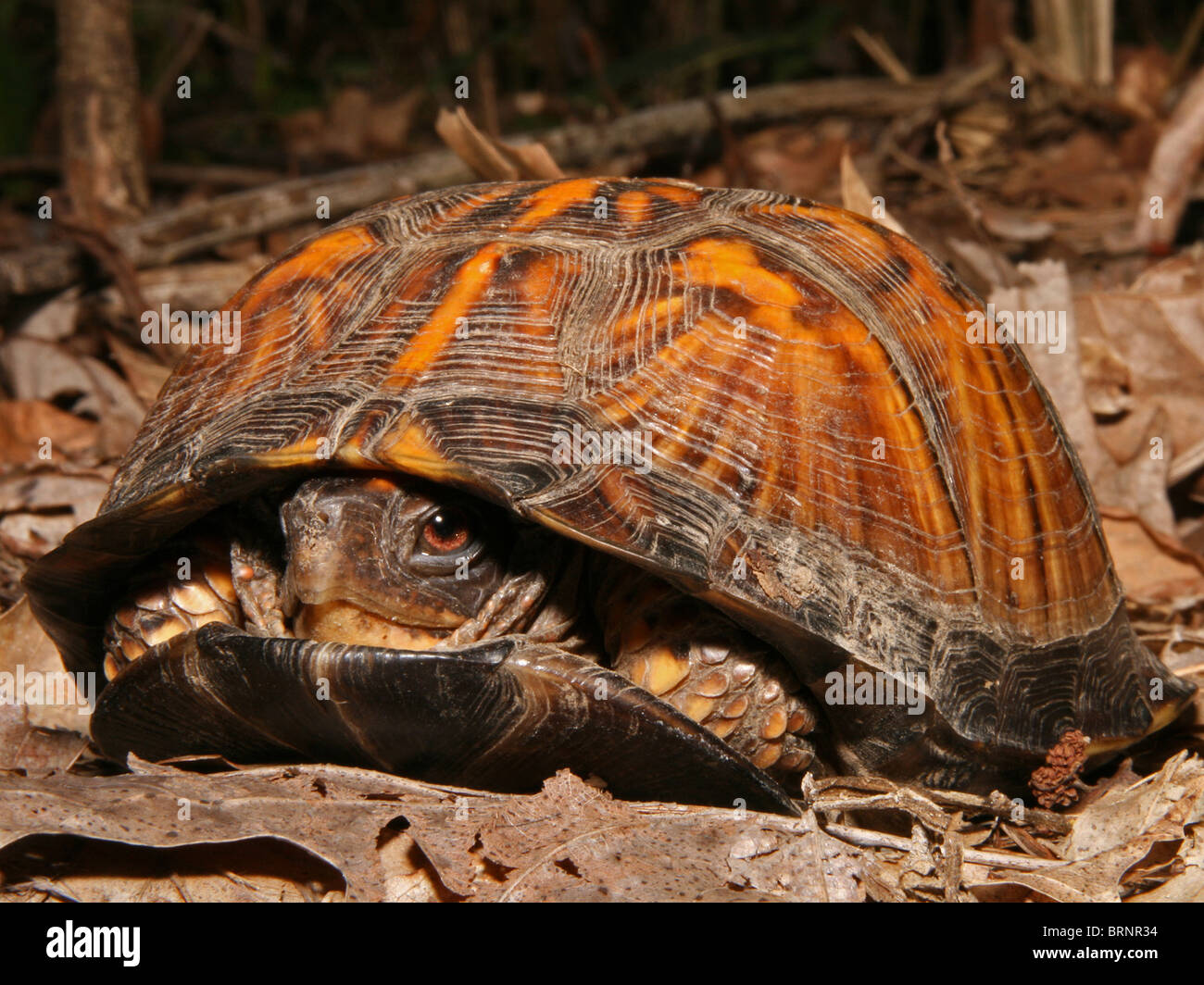 Eastern Box Turtle (Terrapene c. carolina) Coming Out of its Shell in Illinois Stock Photo
